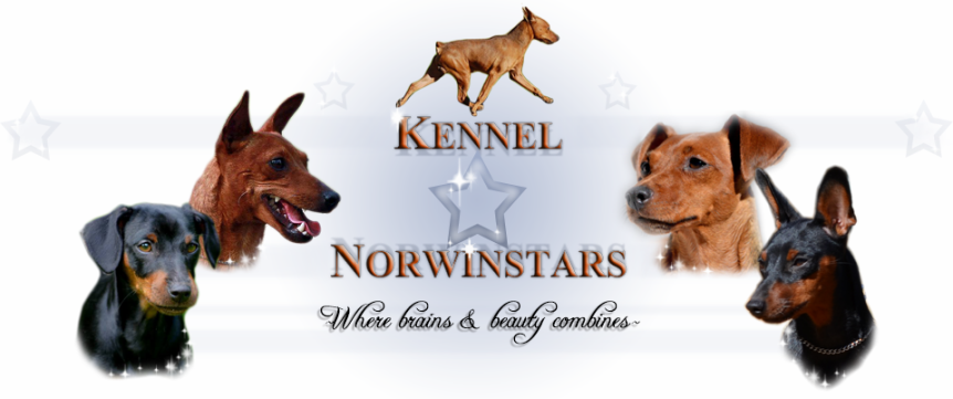 Kennel Norwinstars - where brains and beauty combines